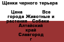 Щенки черного терьера › Цена ­ 35 000 - Все города Животные и растения » Собаки   . Алтайский край,Славгород г.